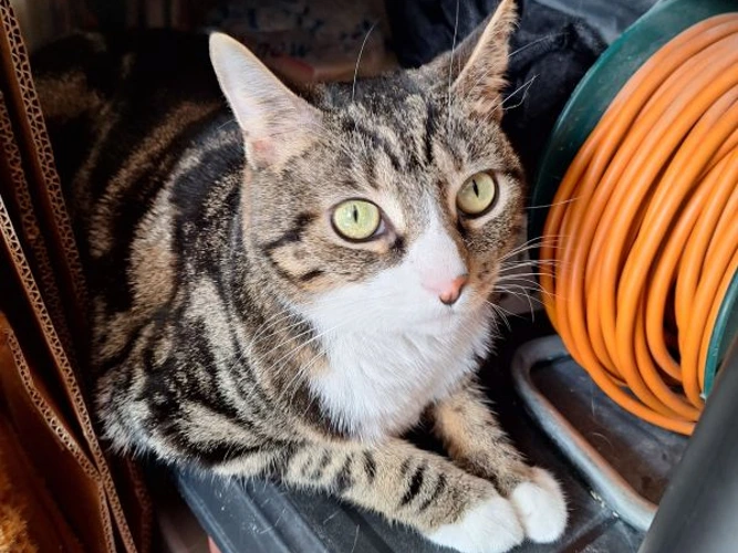 Mia