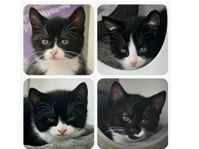 James, Bailey, Brian and Harvey