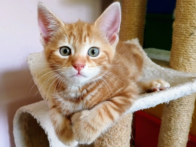 CUSTARD