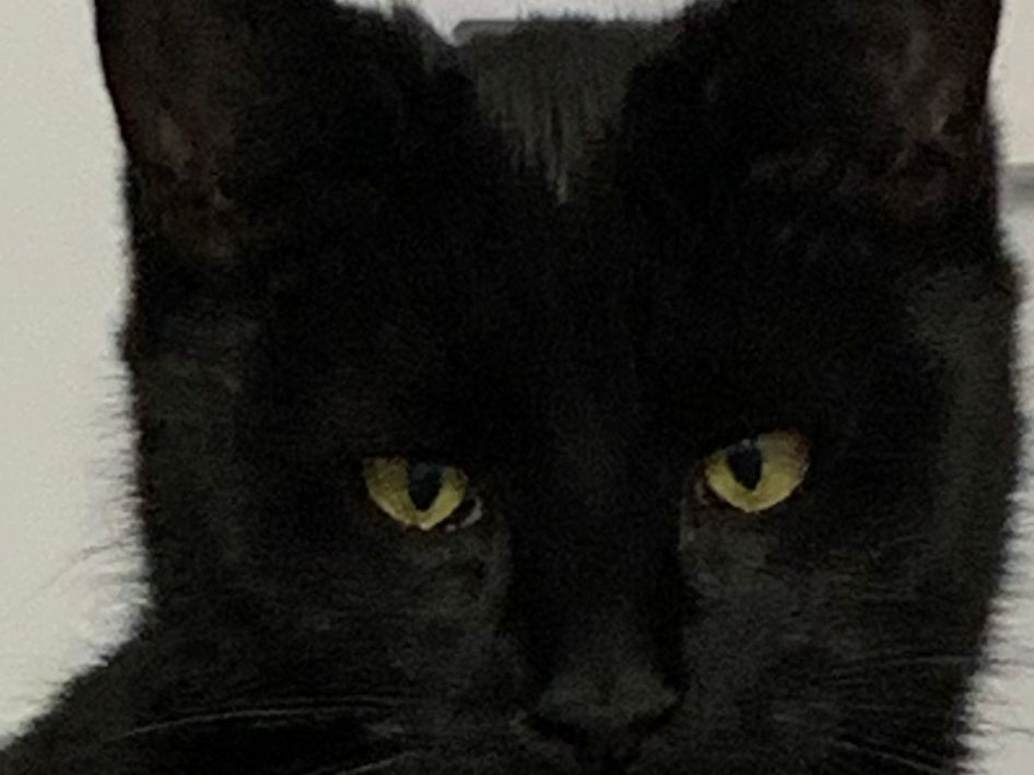 Betty — Domestic Cat