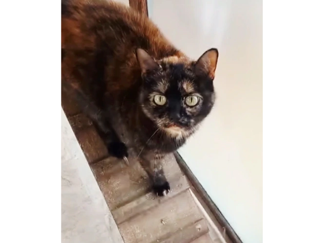 Phoebe