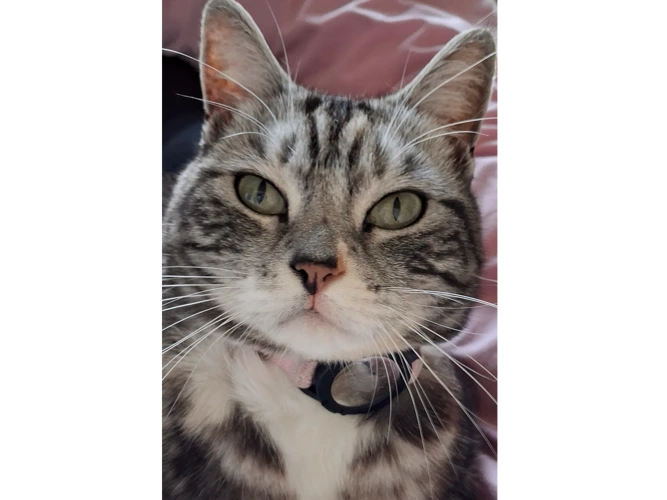 Missy