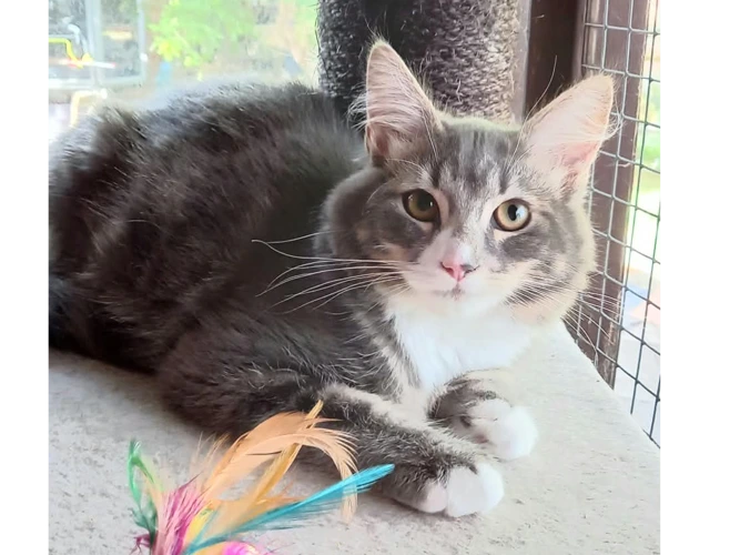 Kittens – Jason & Zak