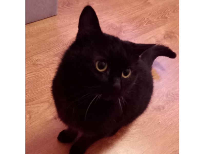 Find a cat near you Adopt a cat Cats Protection