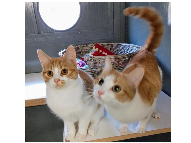 Millie and Smidge