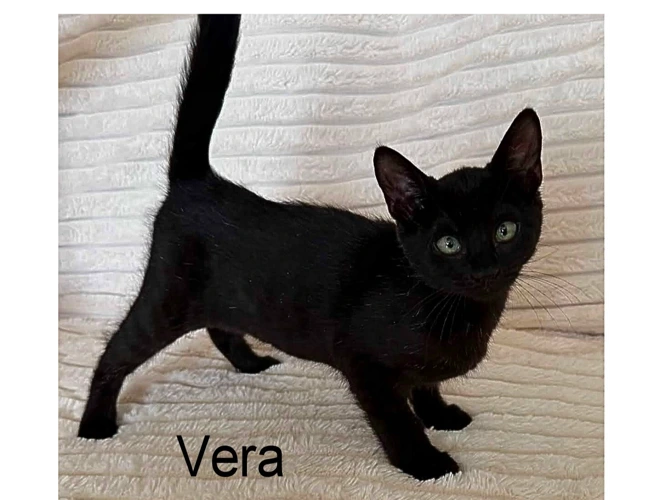 VERA