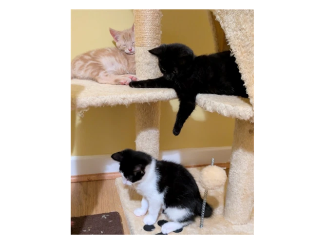 Dean, Mac, Nancy and Sammy