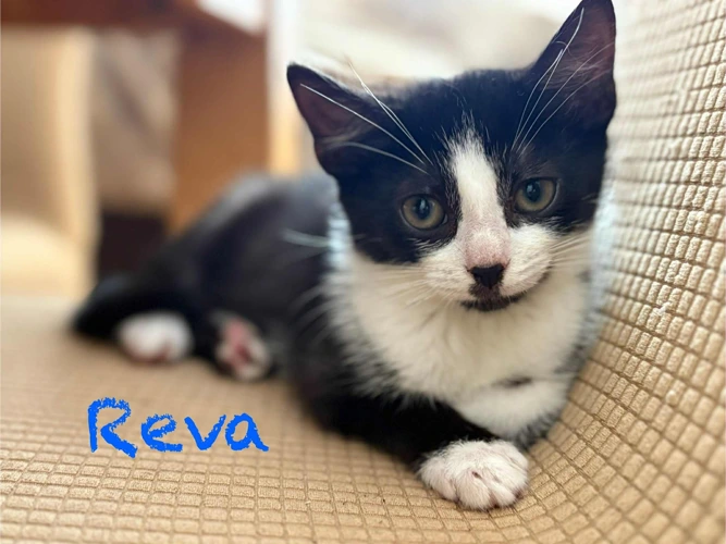REVA