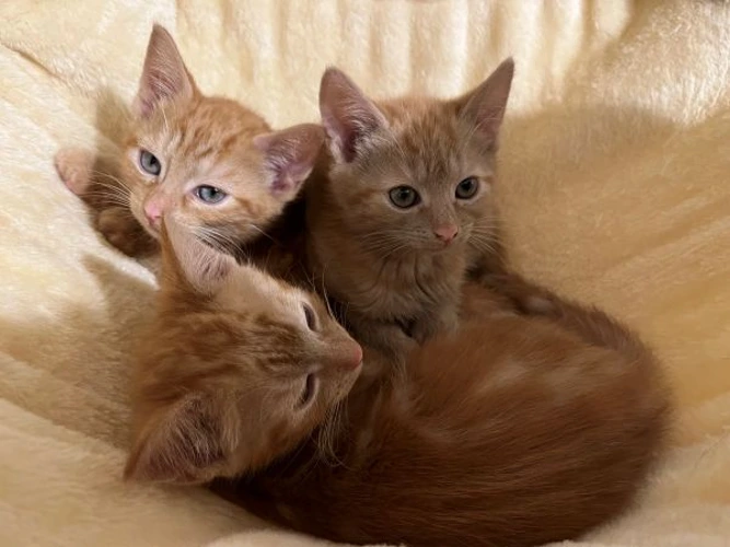 Luke, Larry & Lucy