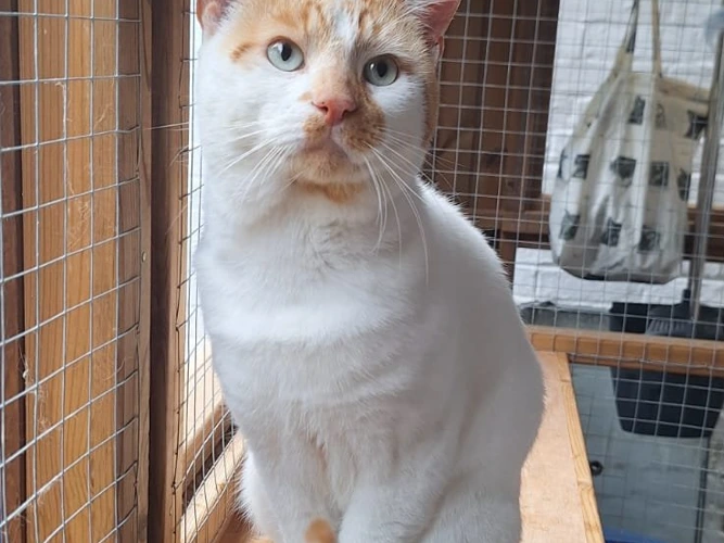 Toffee