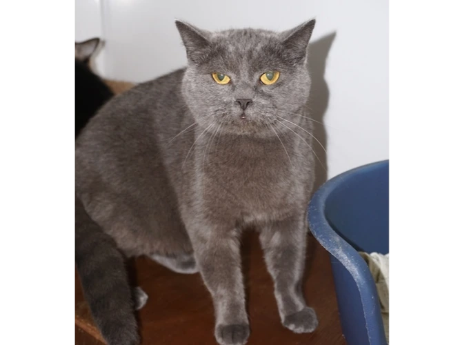 FRED