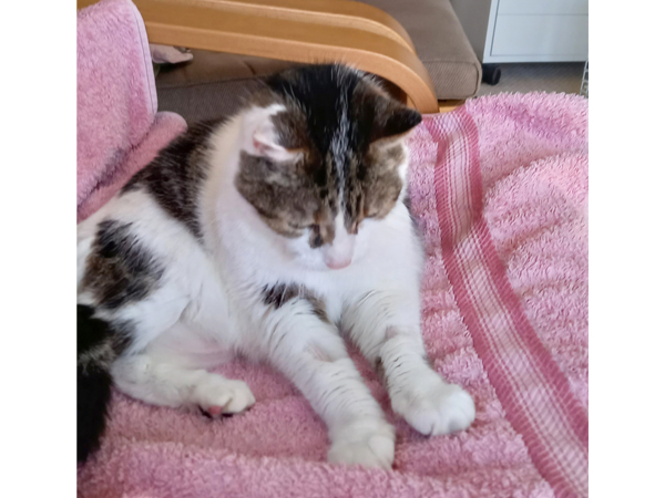 Mitzy — Domestic Cat