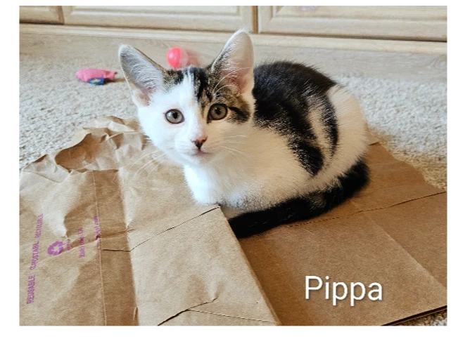 Pippa