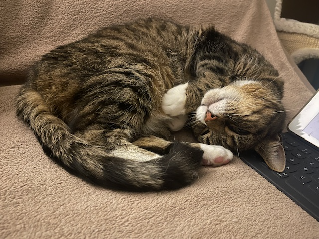 Suki and Kali — Domestic Cat