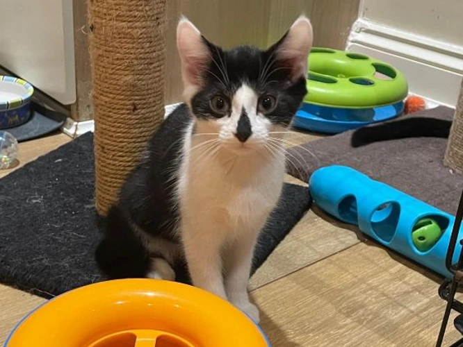 Cinder (see also Ember)