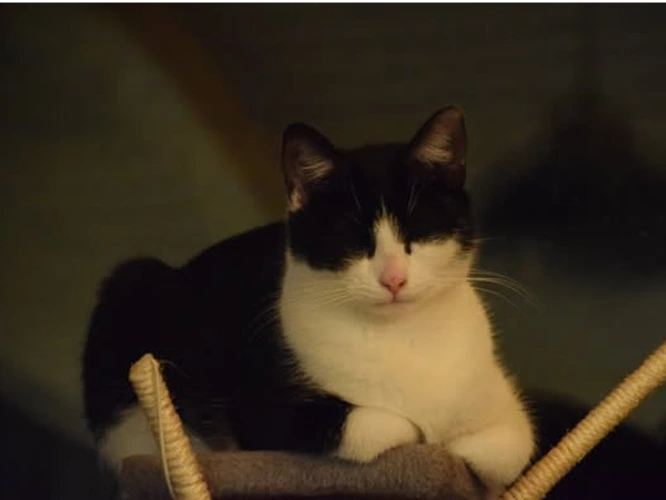 Professor Purrs-alot