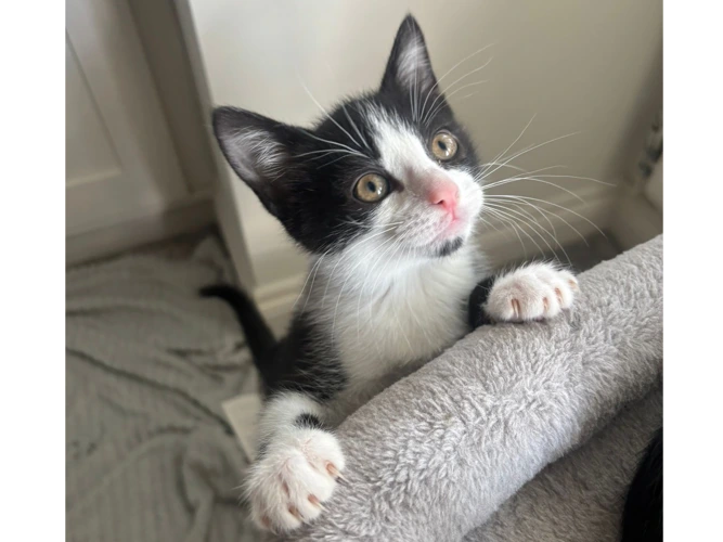 Max