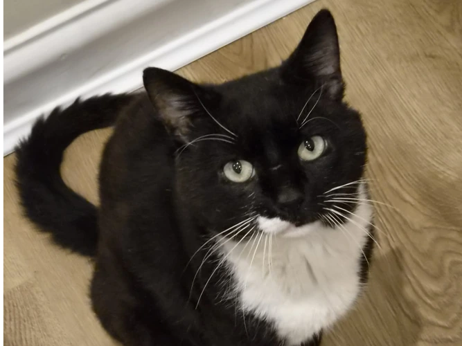 Mr Tom