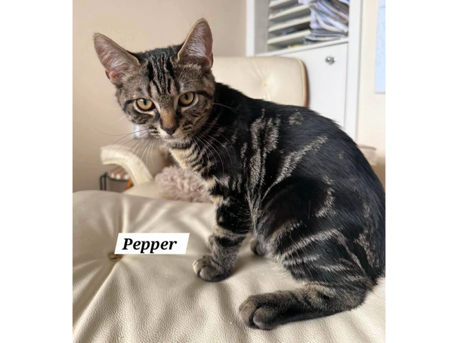 PEPPER