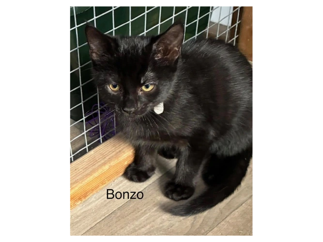 Bonzo