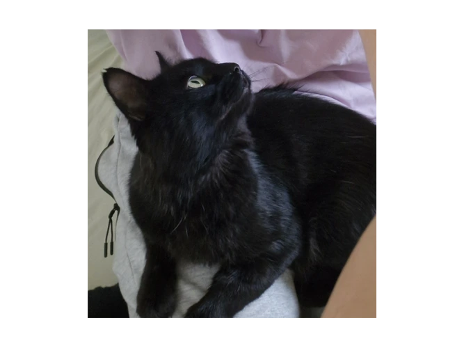 Neko