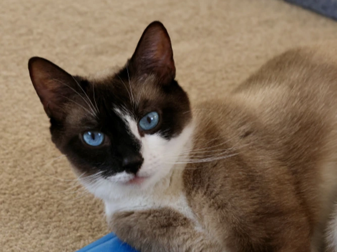 Bella