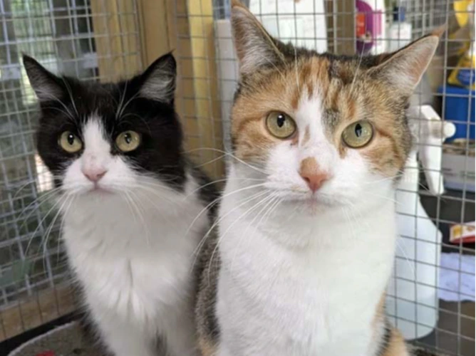 Milly & Dolly