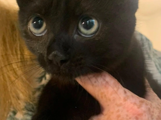 Ember, Onyx, Nyx & Nova
