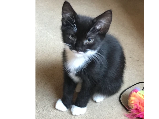 Kittens - Colin & Laszlo