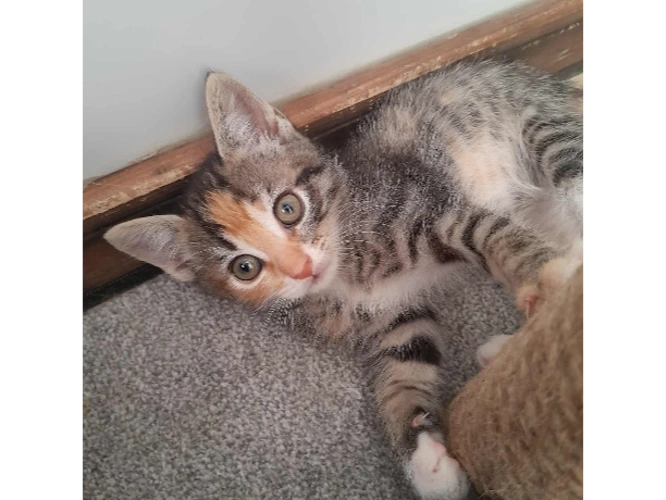 Heidi