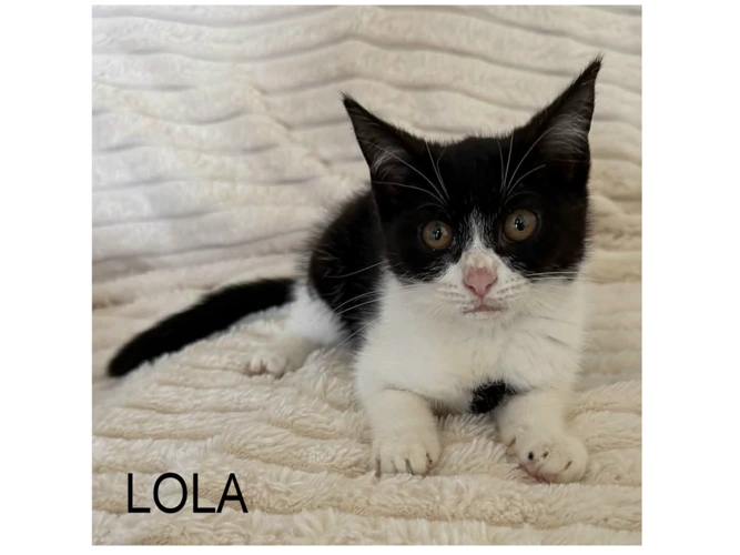 LOLA