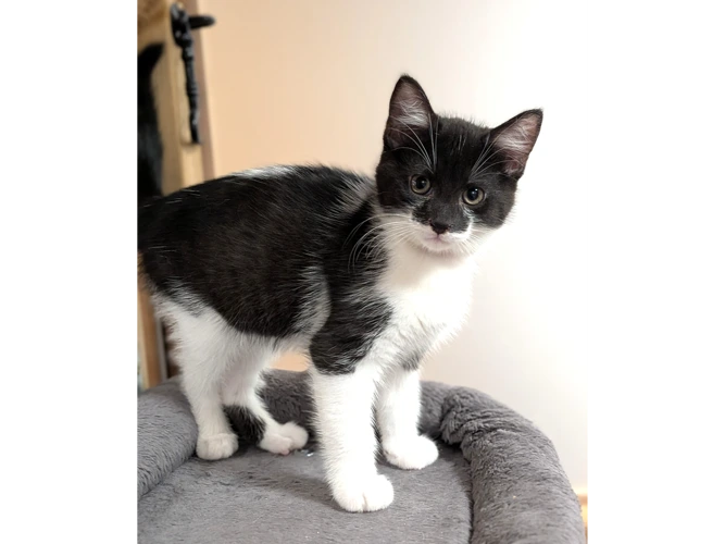 Kylo