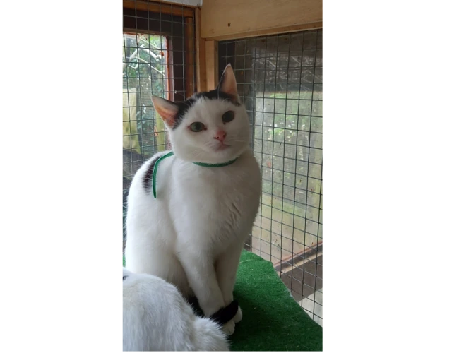 Professional Mouser – Boo