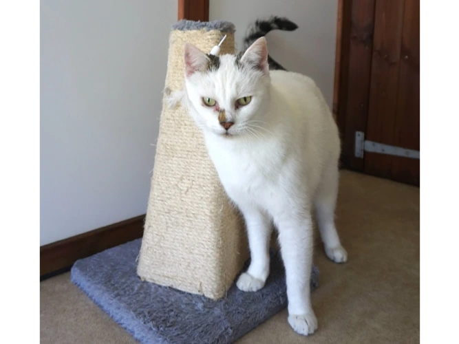 MOLLY