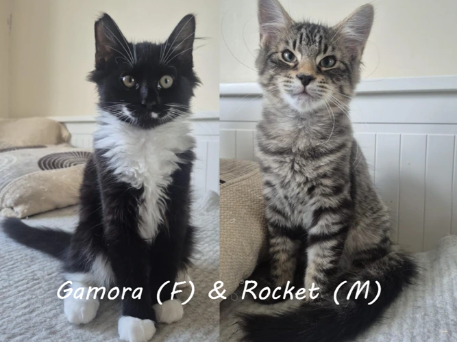 Gamora & Rocket