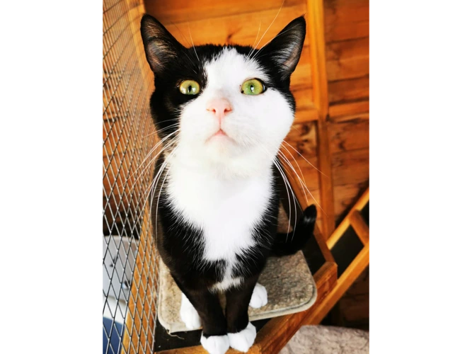 Arlo