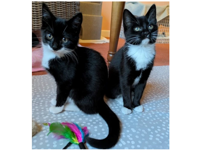 Basil, Rosie and Daisy