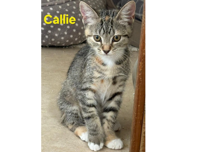 Callie / Willow / Luna