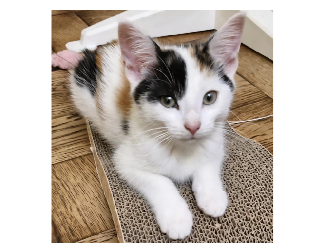 PERLA