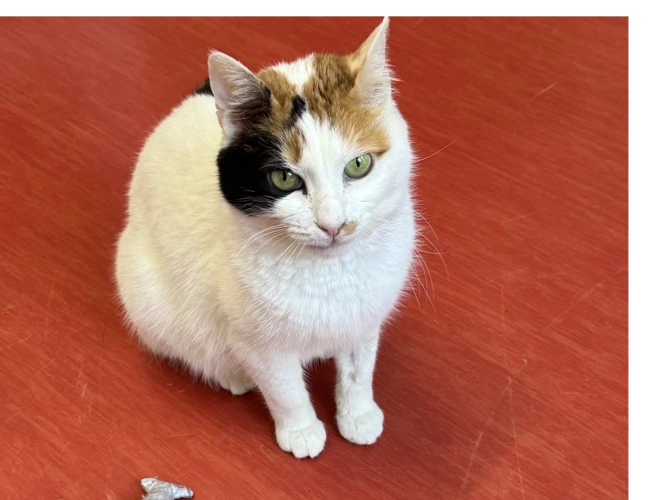 Lulu