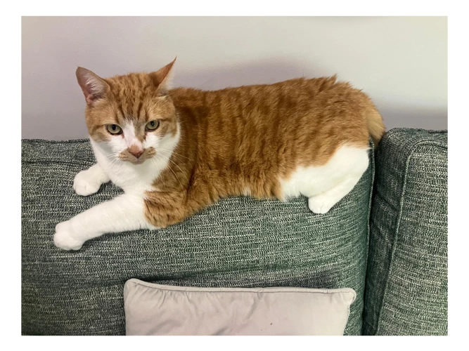 Simon