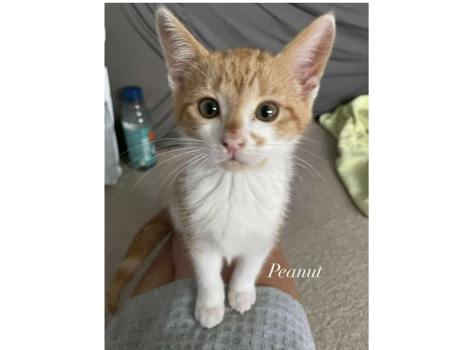 Peanut & Biscuit