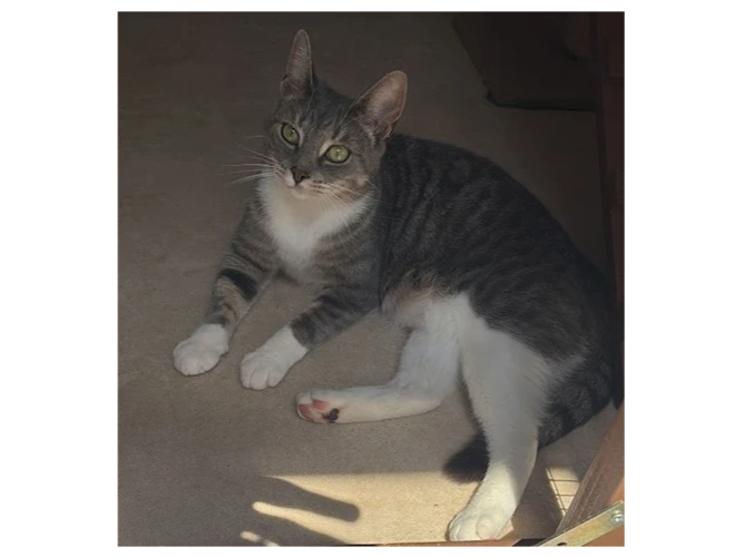 Ada