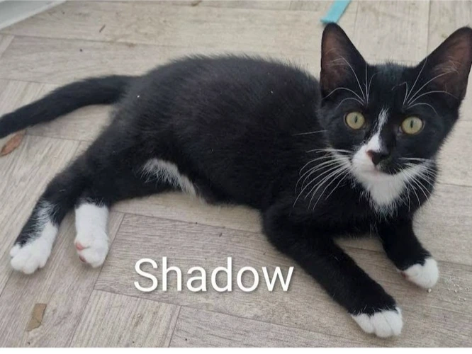 SHADOW