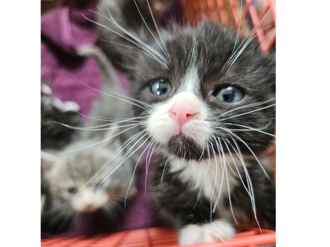 Kittens