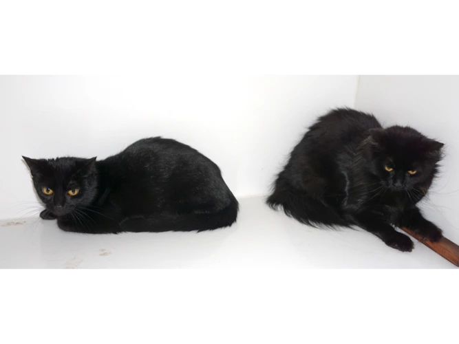 LUNA & PIXIE