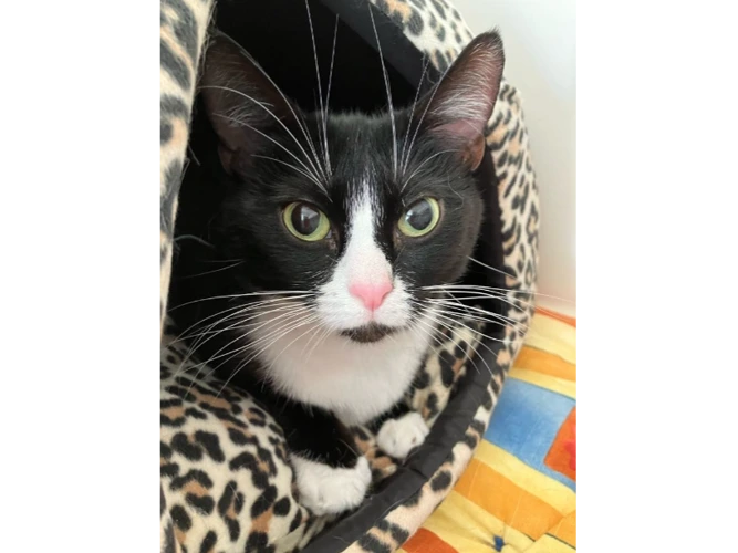 Cleo