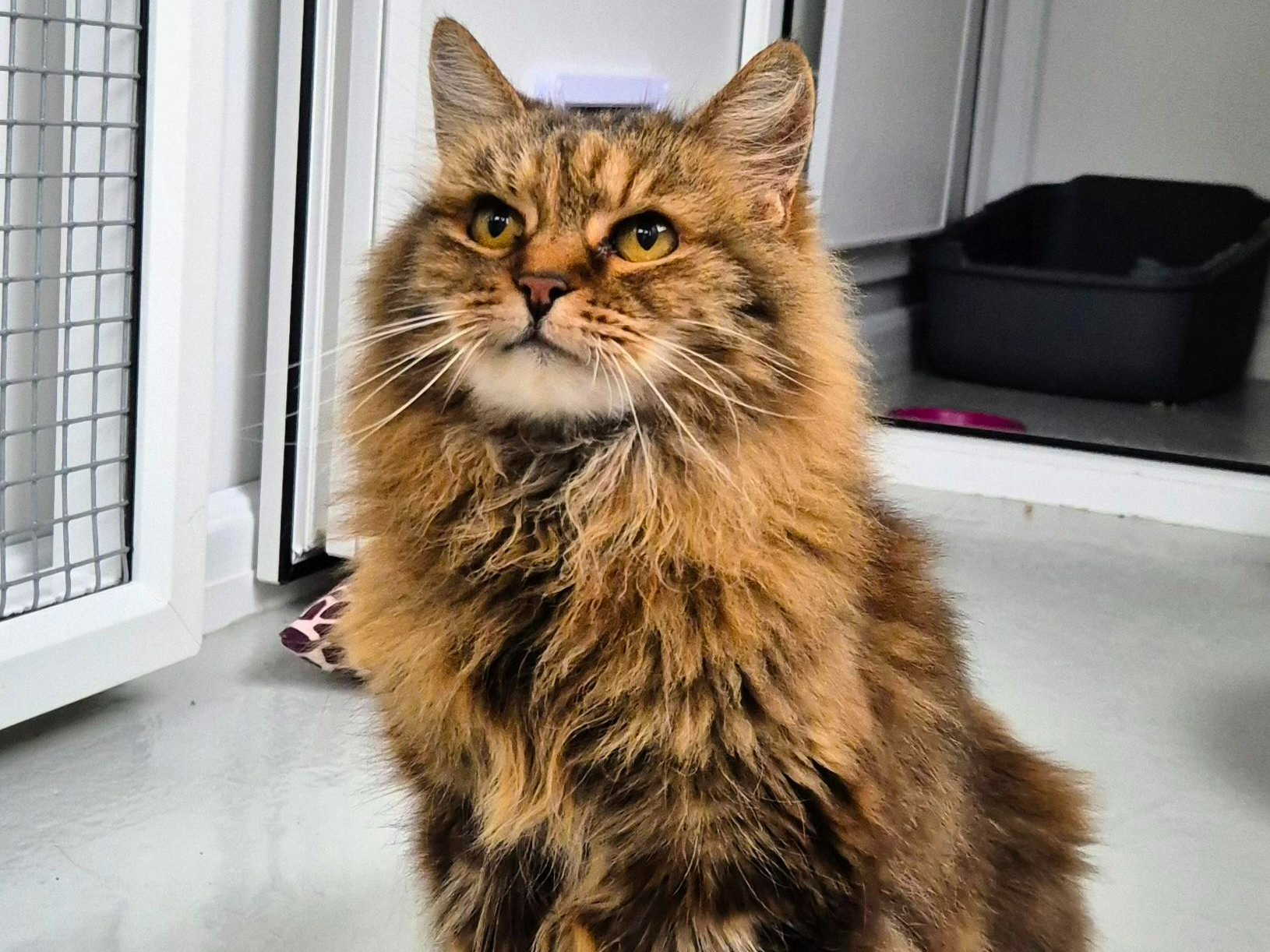 Information - Older Cats