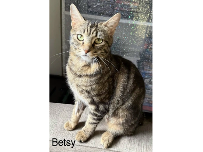 BETSY