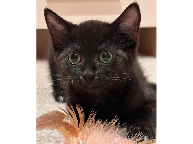 MATILDA